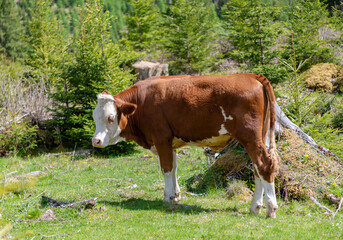 Cows farming grazing. Cows on alpine meadow. Graze pasture grass. Grazing on farm. Cows herd on farm field. Cow at meadow. Cow herd grazing at farming pasture in green field. Graze in pasture © be free