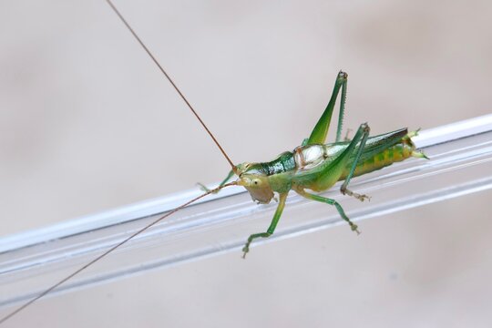 Close-up of green katydid grasshopper with long antennae on plastic surface