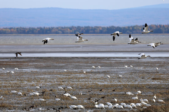 Migration des oies des neiges &agrave; la r&eacute;serve nationale de faune du cap Tourmente au Qu&eacute;bec en automne