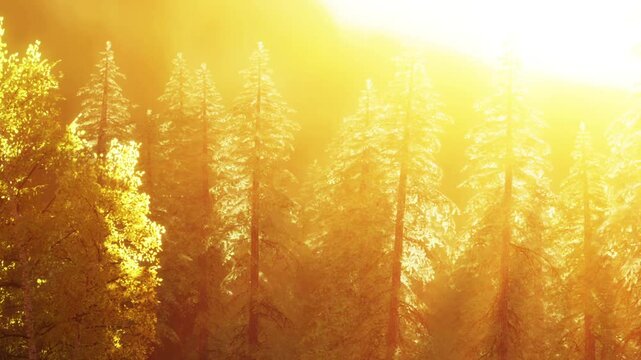 Gentle morning light filters through tall pine trees, casting warm golden glows on the lush green foliage below. A serene atmosphere envelops the forest, rich with peacefulness.
