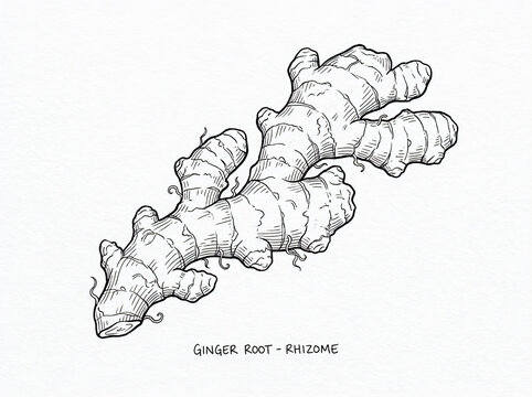 Black and white ink line art drawing of a ginger root rhizome, isolated on white background