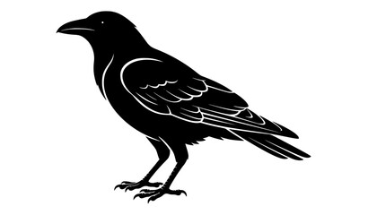 Fototapeta premium crow, corvid, raven, bird, blackbird, avian, feathers, plumage, beak, claws, talons, wing, tail, standing, profile, sideways, wildlife, animal, nature, vector, flat, detailed, graphic, illustration, i
