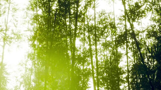 Tall bamboo stalks reach towards the sky, bathed in gentle sunlight. A peaceful scene evokes tranquility and harmony in a vibrant forest at dawn, where nature thrives.