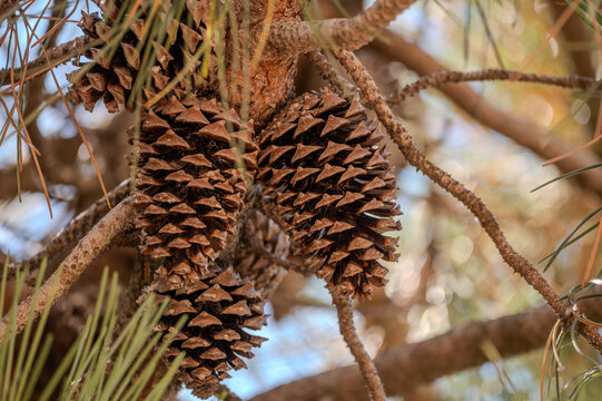Pinus pinaster Aiton tree with cones arranged as natural Christmas decorations
