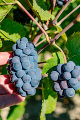 Naklejka premium Pinot Noir wine grape harvest in France, in regions Champagne, Burgundy, Alsace, Loire, making of iconic french dry red wines, bunch of grapes in hand of picker