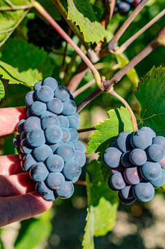 Pinot Noir wine grape harvest in France, in regions Champagne, Burgundy, Alsace, Loire, making of iconic french dry red wines, bunch of grapes in hand of picker