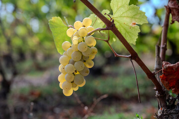 Fototapeta premium Ripe Chardonnay grapes during harvest in France, Champagne Blanc de Blancs, Burgundy’s Chablis and Montrachet, Chardonnay wines from the Loire Valley.