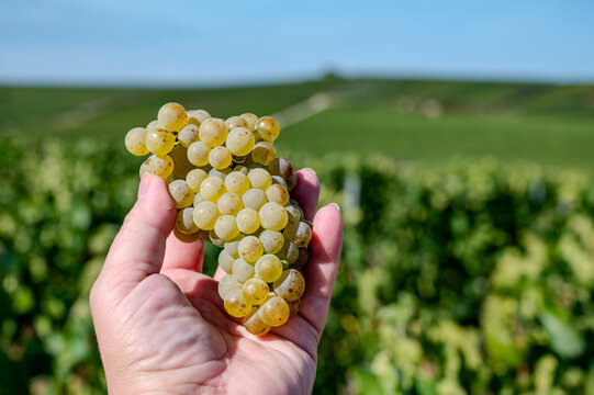 Worker with ripe Chardonnay grapes during harvest in France, Champagne Blanc de Blancs, Burgundy&rsquo;s Chablis and Montrachet, Chardonnay wines from the Loire Valley.