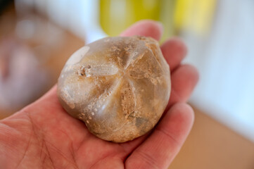 Sample of soil stones flint, silex, limestones, fossils on vineyards near Sancerre village, with limestone chalk and flint terroir in Loire Valley. © barmalini