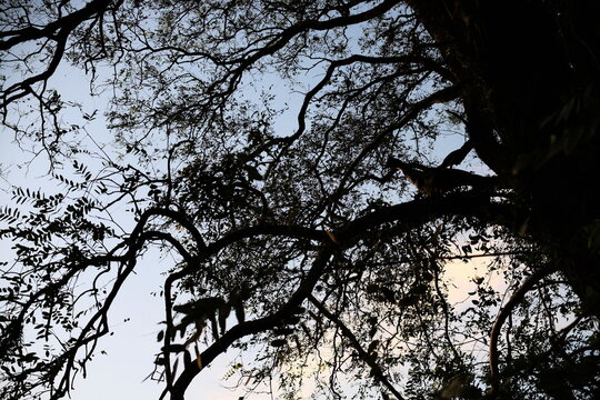 Tree canopy silhouette against a bright sky