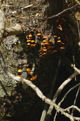 Naklejka premium Orange fungi clusters growing on a tree trunk