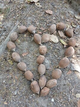 Brazil loves the babassu coconut