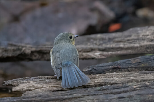 A female Indochinese Blue Flycatcher (Cyornis tickelliae) featuring greyish-blue upperparts, a vibrant orange breast, and a clean white belly, perched on a branch near a forest stream.