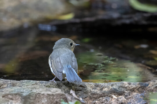 A female Indochinese Blue Flycatcher (Cyornis tickelliae) featuring greyish-blue upperparts, a vibrant orange breast, and a clean white belly, perched on a branch near a forest stream.