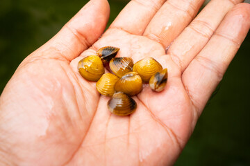 Eight live yellow freshwater river clams (remis) resting on an open human palm, showcasing their smooth shells and natural yellow-brown coloration. © Hermanthos