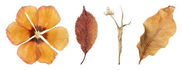 Naklejka premium PNG Dried botanical elements collection on transparent background