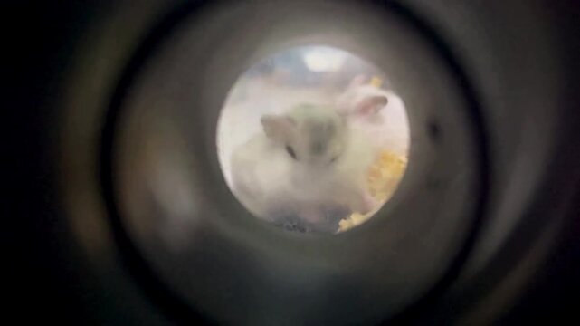 Adorable dwarf hamster cleaning itself inside a circular tunnel