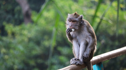 Long-Tailed Macaque Monkey Sitting on Railing and Eating Food Close Up © Willy