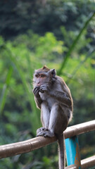 Long-Tailed Macaque Monkey Sitting on Railing and Eating Food Close Up © Willy