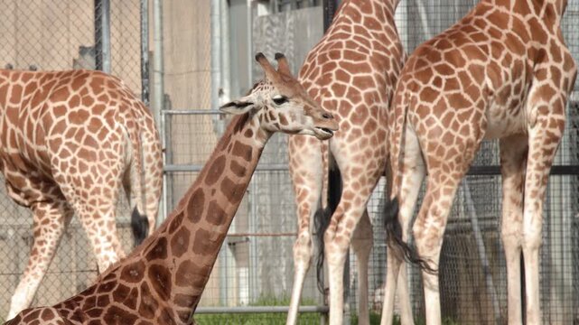 Giraffe Sitting and Looking Around in Zoo Enclosure