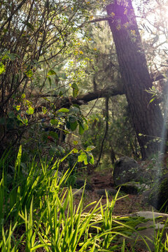 Vertical shot of lush forest floor greenery and sunlight filtering through trees