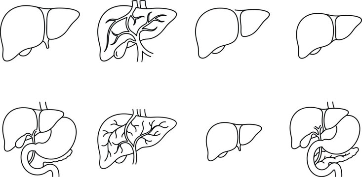 Human liver anatomy line icon set featuring internal digestive organ structure hepatic veins gallbladder duodenum stomach and medical healthcare vector elements