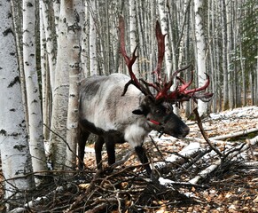 deer in the woods © Devan