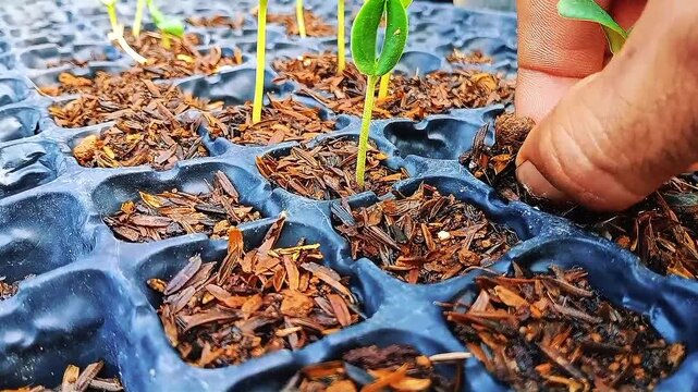 Hand removing young seedlings from a nursery tray for transplanting and garden cultivation