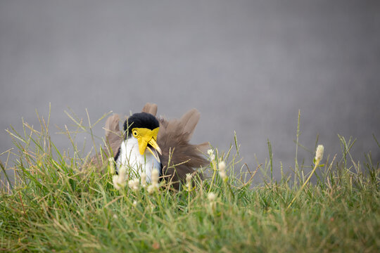 A Masked Lapwing (Vanellus miles) / Plover protects its young on a road kerbside in a suburban street.