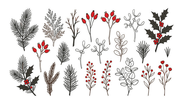 Christmas botanical element and winter holly berry vector set. Collection of isolated hand drawn pine branches, mistletoe leaves, rosehip stems, eucalyptus twigs, and holiday line art decorations.