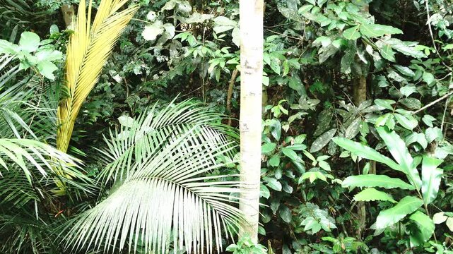 Dense jungle foliage with a prominent pale tree trunk and vibrant palm fronds, a rich, verdant natural environment