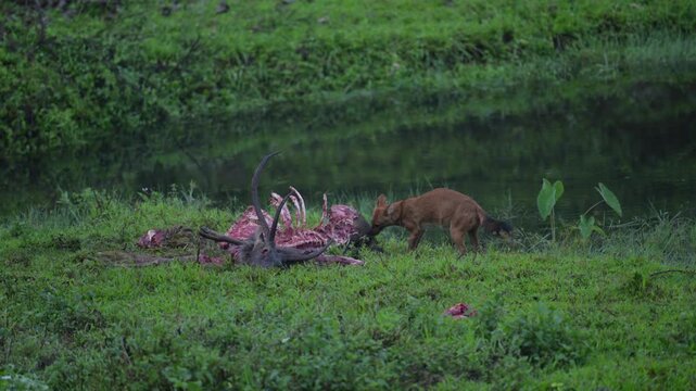 Dholes, Also Known as Indian Wild Dogs, Feeding on a Sambar Deer Kill in the Forests of Kerala, India 4K Video