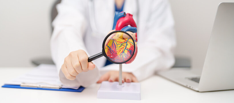 Doctor with human Heart anatomy model. Cardiovascular Diseases, Atherosclerosis, Hypertensive Heart, Valvular Heart, Aortopulmonary window, world Heart day and health concept