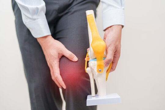 man having knee ache and muscle pain with Human Knee joint anatomy model. Runners Knee or Patellofemoral Pain Syndrome, osteoarthritis, arthritis, rheumatism and Patellar Tendinitis. medical concept