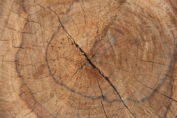 Fototapeta premium wood cross-section texture