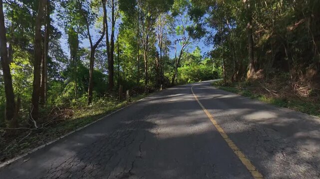 Winding paved road through lush tropical forest, with a yellow center line, dense roadside vegetation and sunlight filtering through the trees.
