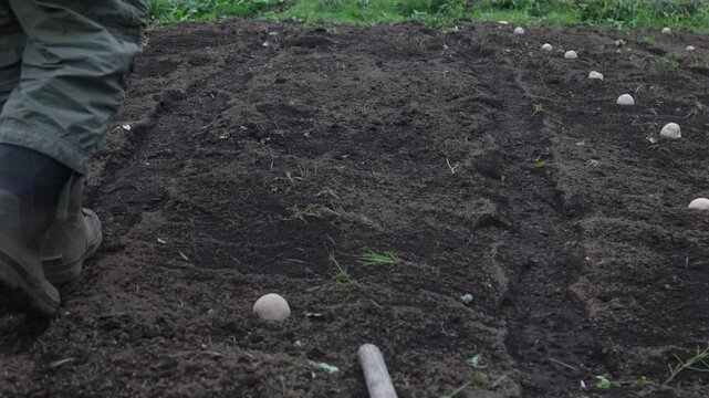 種イモを畑に並べる男性