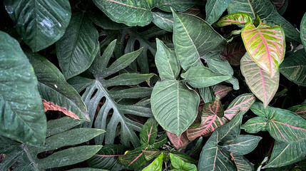 Lush monstera and syngonium tropical leaves background top view © deri