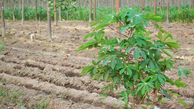 Green cassava plant growing on dry cracked soil during El Nino drought, agricultural field background with copy space.