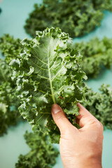 Hand holding a fresh curly kale leaf above softly blurred greens on a turquoise surface, emphasizing leaf detail, freshness and vegetable selection. © DEWINs