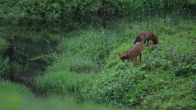 Dholes, Also Known as Indian Wild Dogs, Feeding on a Sambar Deer Kill in the Forests of Kerala, India 4K Ultra HD