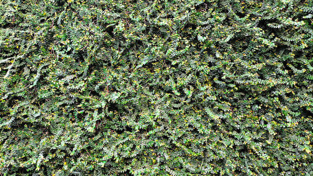 Lush green ivy vines cover a vertical garden wall completely.