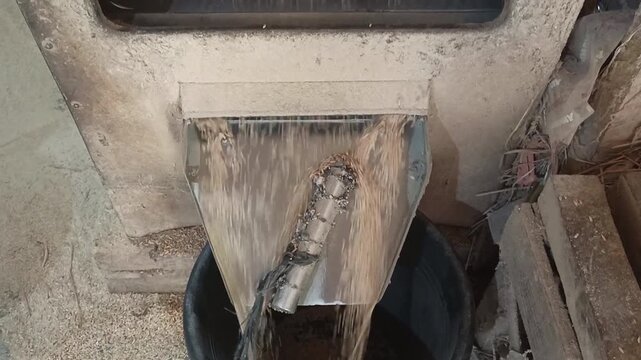 Close up shot of a traditional rice mill machine processing paddy grains. The video tilts up from the chute to the main machine body, showing the rustic hulling compartment and mechanical workflow. 