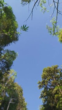 Vertical upward view of a clear blue sky framed by lush green treetops and a large overhanging branch, capturing sunlight and peaceful forest scenery.