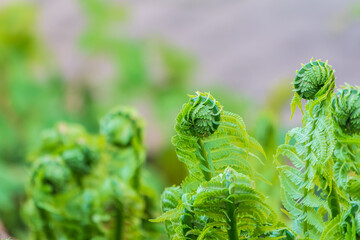 Natural green young ostrich fern or shuttlecock fern © Dmitrii Potashkin