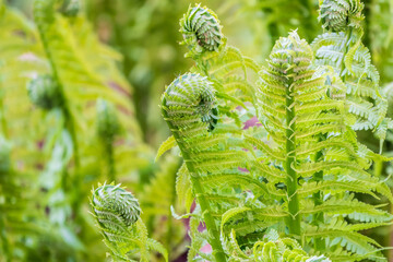 Natural green young ostrich fern or shuttlecock fern © Dmitrii Potashkin