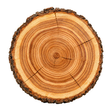 Tree Trunk Cross-Section Showing Annual Growth Rings on White Background