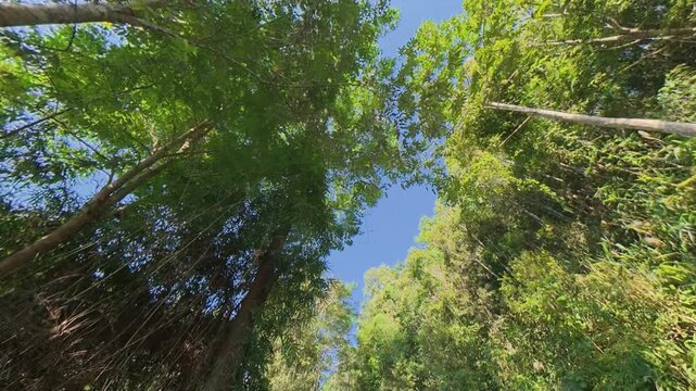 Upward view of dense green forest canopy and bamboo branches framing a clear blue sky, with sunlight illuminating the tropical foliage in a natural woodland scene.