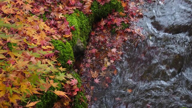 beautiful autumn landscape with colorful leaves and stream in Kyoto, Japan.