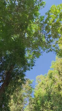 Vertical upward view of a clear blue sky framed by dense green treetops and tropical forest foliage, capturing a peaceful natural woodland scene.